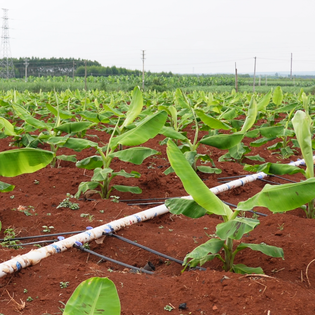 Hainan Banana Plantation Case Study