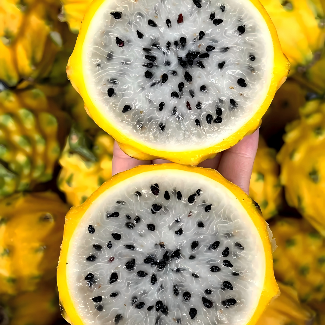 Zhanjiang Pitaya (Dragon Fruit) Plantation Case