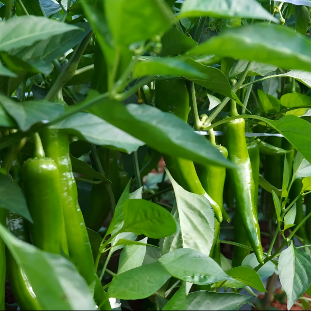 Guangxi Chili Plantation Case